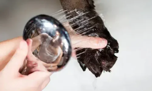 Can I Soak My Dogs Paws In White Vinegar?