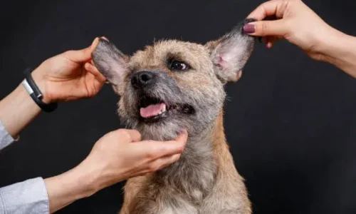 Do Dogs Like Getting Their Ears Rubbed?