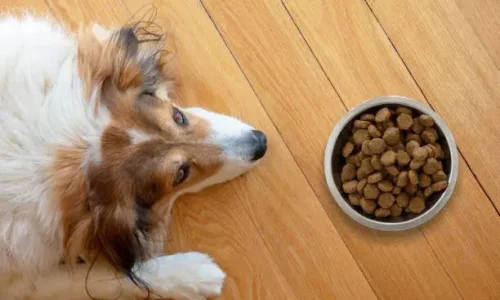 How Late Is Too Late To Feed Dog?