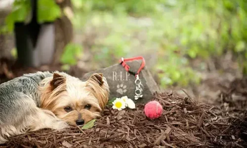 How Long Will A Buried Dog Smell?