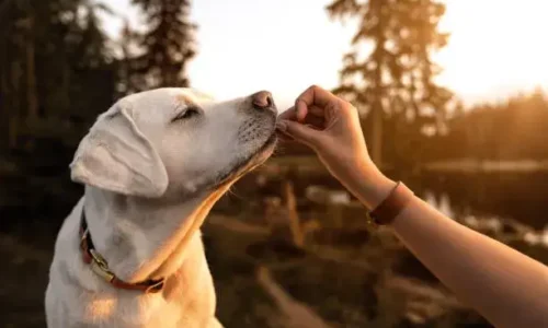 Is 4pm Too Early To Feed A Dog?