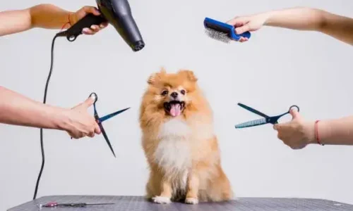 Is It Better To Cut Dog’s Hair Wet Or Dry?