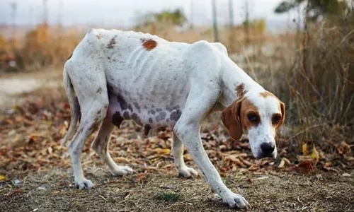 Is Starvation Painful For Dogs?