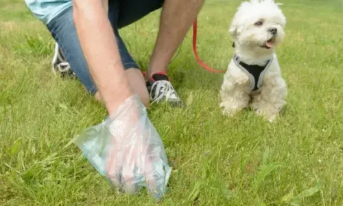 Should You Wash Your Hands After Picking Up Dog Poop?