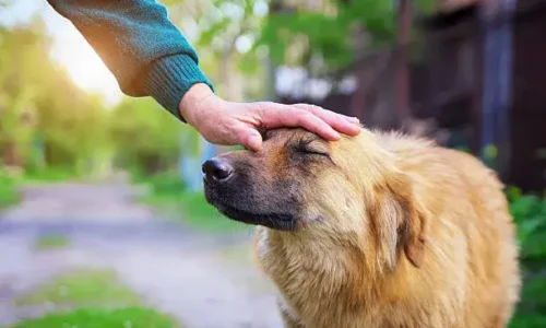 What Happens If You Hit Your Dog On The Head?