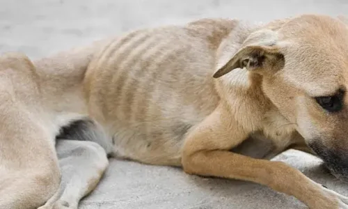 What Happens When A Dog Starves To Death?