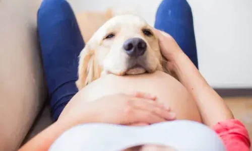 Why Do Dogs Protect Pregnant Owners?