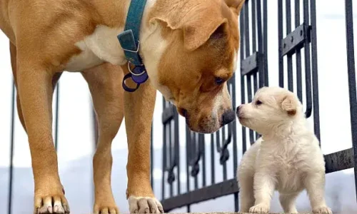 Are Dogs More Like Their Mum Or Dad?