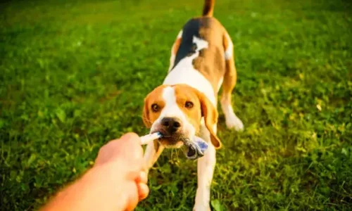 Is It Ok If My Dog Growls During Tug-Of-War?