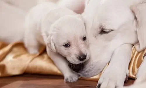 Why Do Mother Dogs Reject The Runt?