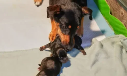 Why Is My Dog Taking Her Puppies Out Of The Whelping Box?