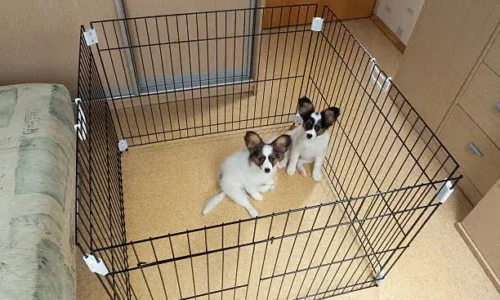 Can Two Dogs Share A Crate?