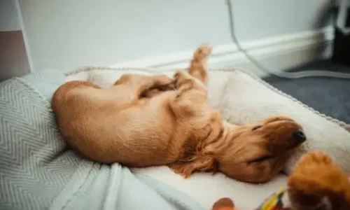 How Long Do Newborn Puppies Need Heating Pad?