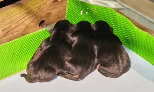 How Long Should Puppies Stay In Whelping Box?