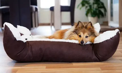 Is It Ok To Move A Dog’s Bed Around?