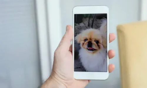 Should I Facetime My Dog While On Vacation?