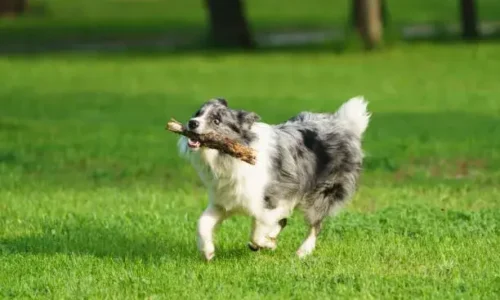 What Is Goose Stepping In Dogs?