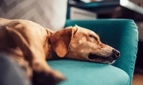 Where Should Rescue Dogs Sleep First?