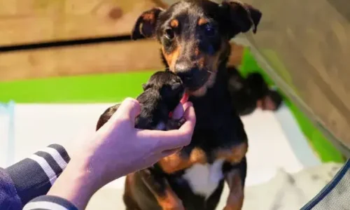 Why Do Dogs Eat Their Puppies If You Touch Them?