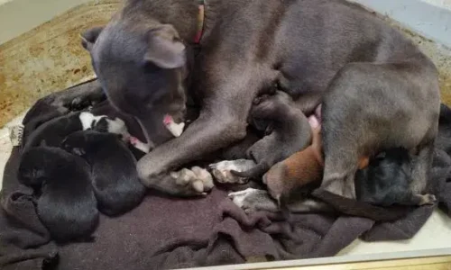 Why Does My Dog Keep Leaving Her Puppies?