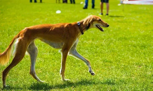 Why Does My Dog Walk Like A Camel?