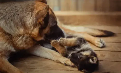 Why Is My Dog Trying To Bite Her Puppies?