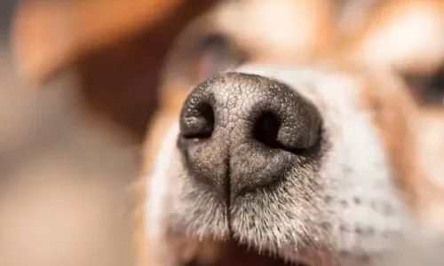 Can I Flush My Dogs Nose?