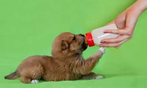 How Do You Get Milk Out Of A Puppy’s Lungs?