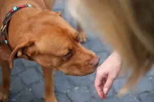 should you let a dog sniff your hand before petting
