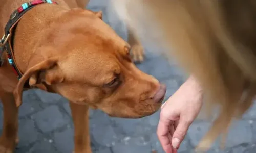 Should You Let A Dog Sniff Your Hand Before Petting?