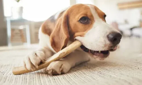 When Should You Throw A Dog’s Bone Away?