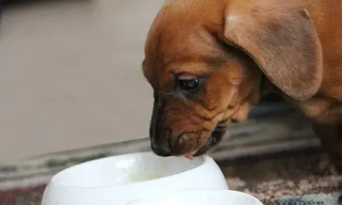 Why Does My Puppy Have Milk Coming Out Of Her Nose?