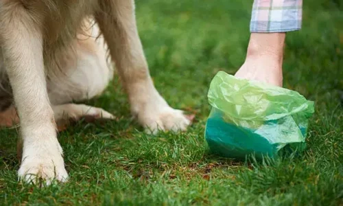 Why Don’t People Clean Up After Their Dogs?