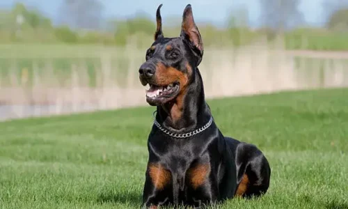 Can A Doberman Beat A Coyote?