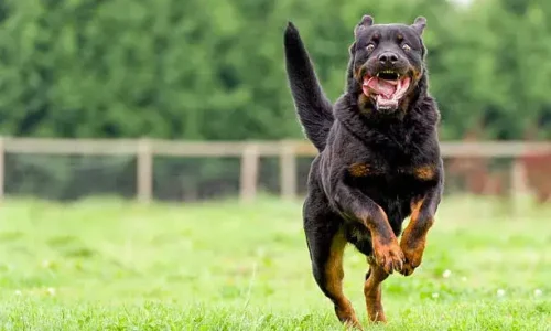 Can A Rottweiler Kill A Coyote?