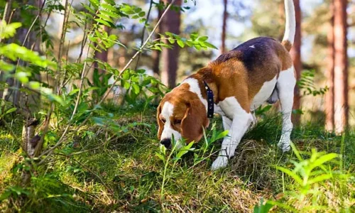 Can Dogs Smell Coyotes?