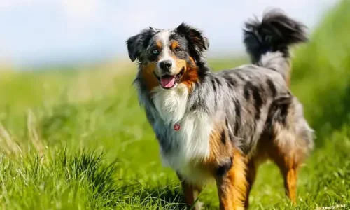 Do Australian Shepherds Keep Coyotes Away?