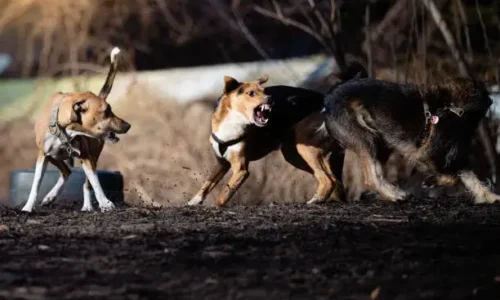 Do Coyotes Play With Dogs?