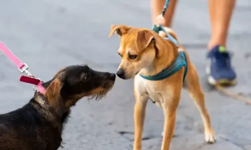 How Do Dogs Know Coyotes Are Bad?