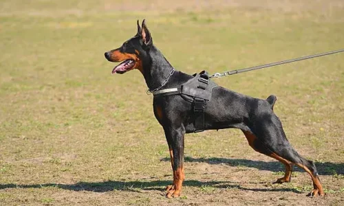 Will A Coyote Attack A Doberman?