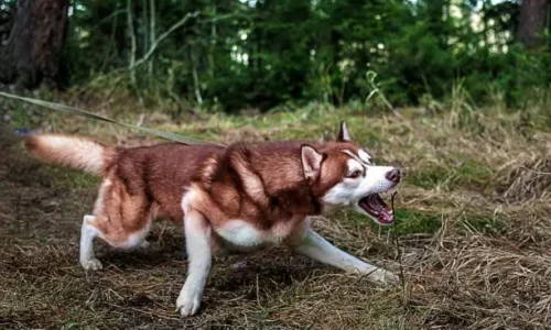 Will Coyotes Attack My Husky?