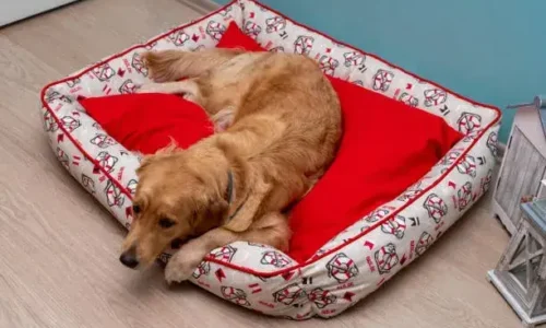 Can I Spray Febreze On My Dog’s Bed?