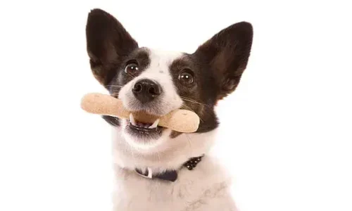 Does Chewing On Bones Sharpen Dog’s Teeth?