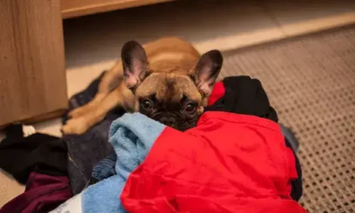 Why Do Dogs Like To Lay On Clean Laundry?