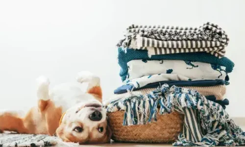 Why Do Dogs Like Warm Laundry?