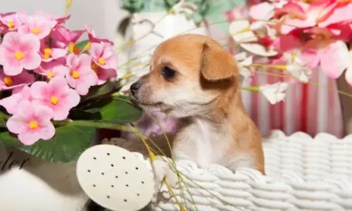 Are Begonias Toxic to Dogs? Crucial Guide for Owners