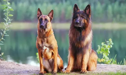 Belgian Malinois vs German Shepherd: Everything you Should know