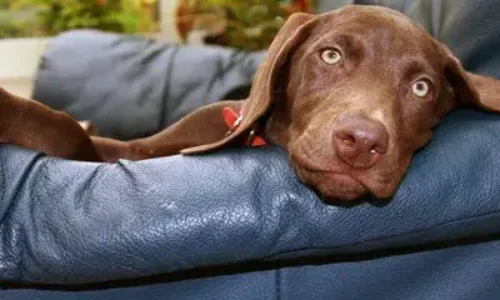 Doberman Weimaraner Mix: Everything you should know