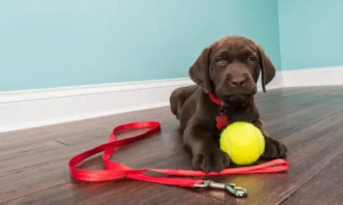 Top 5 Best Training Leashes for Puppies: 2024 By Experts