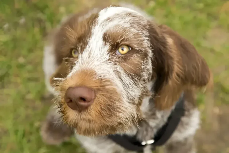 Australian Shepherd Bloodhound Mix